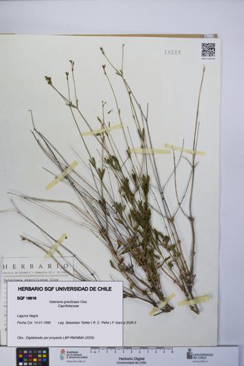 Valeriana graciliceps [Espécimen: UCH:SQF:0018616]