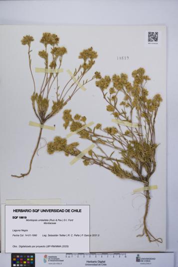 Montiopsis umbellata [Espécimen: UCH:SQF:0018619]