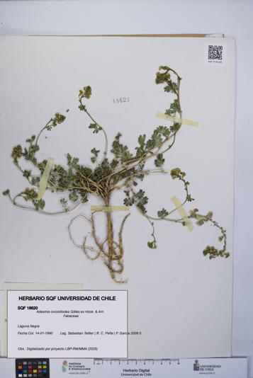 Adesmia coronilloides [Espécimen: UCH:SQF:0018620]