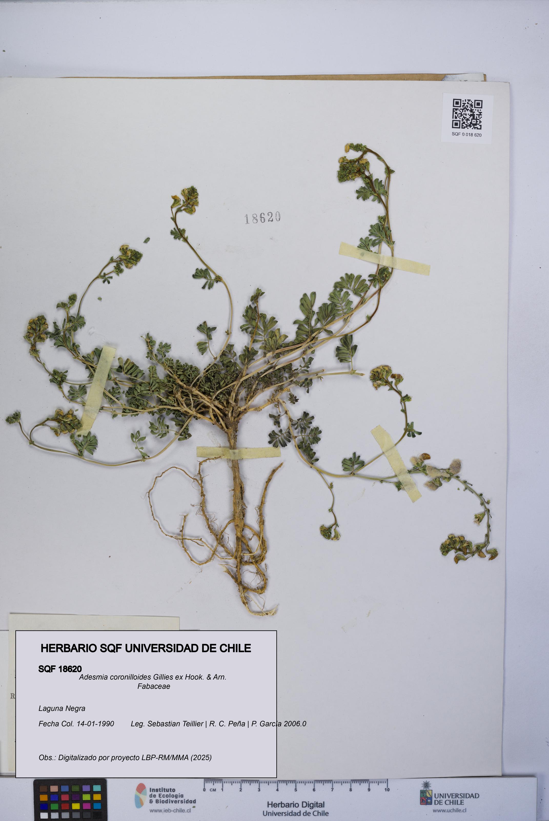 Adesmia coronilloides [Espécimen: UCH:SQF:0018620]