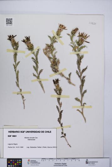 Mutisia sinuata [Espécimen: UCH:SQF:0018621]