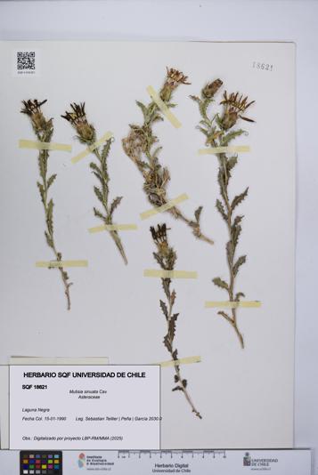 Mutisia sinuata [Espécimen: UCH:SQF:0018621]