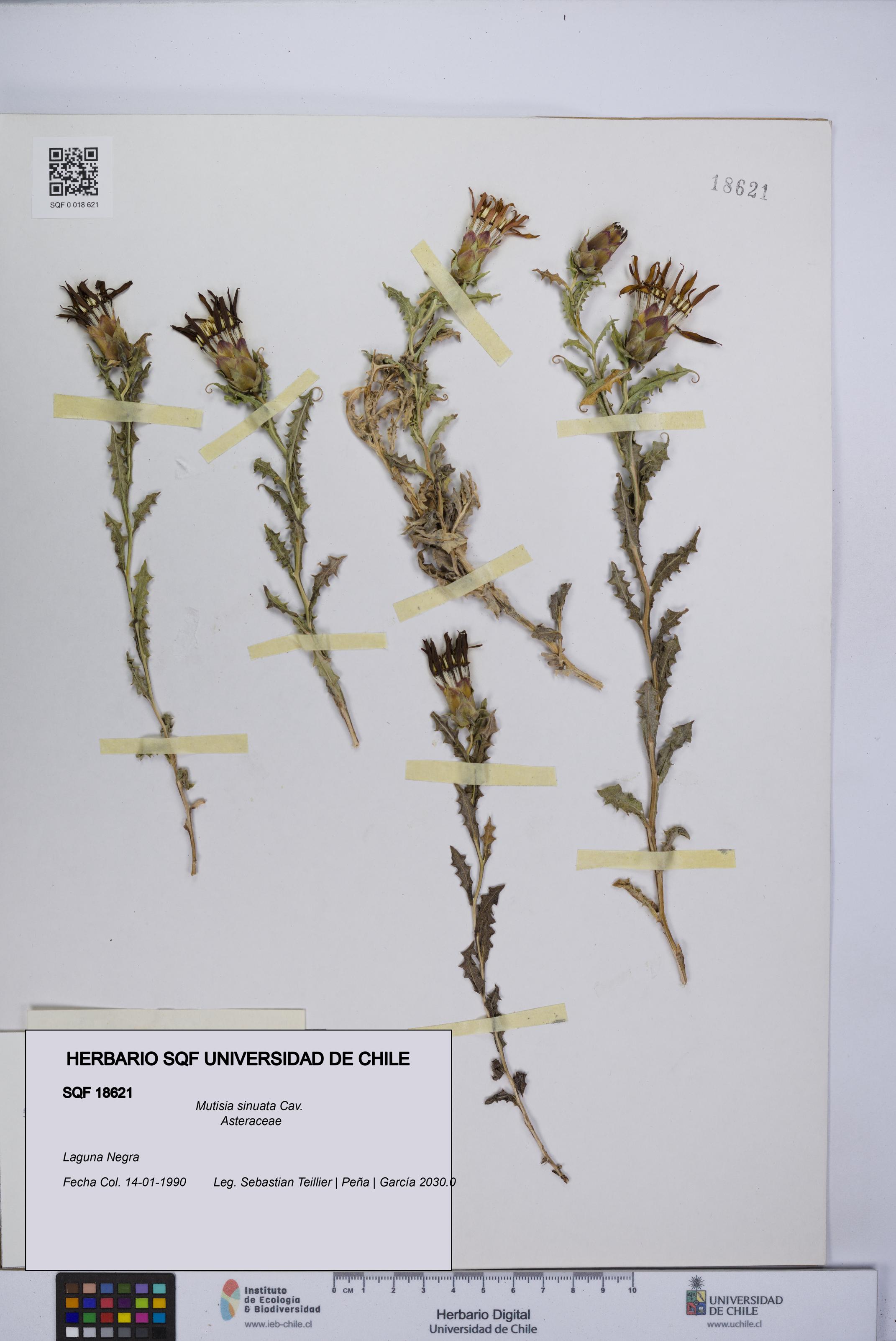 Mutisia sinuata [Espécimen: UCH:SQF:0018621]