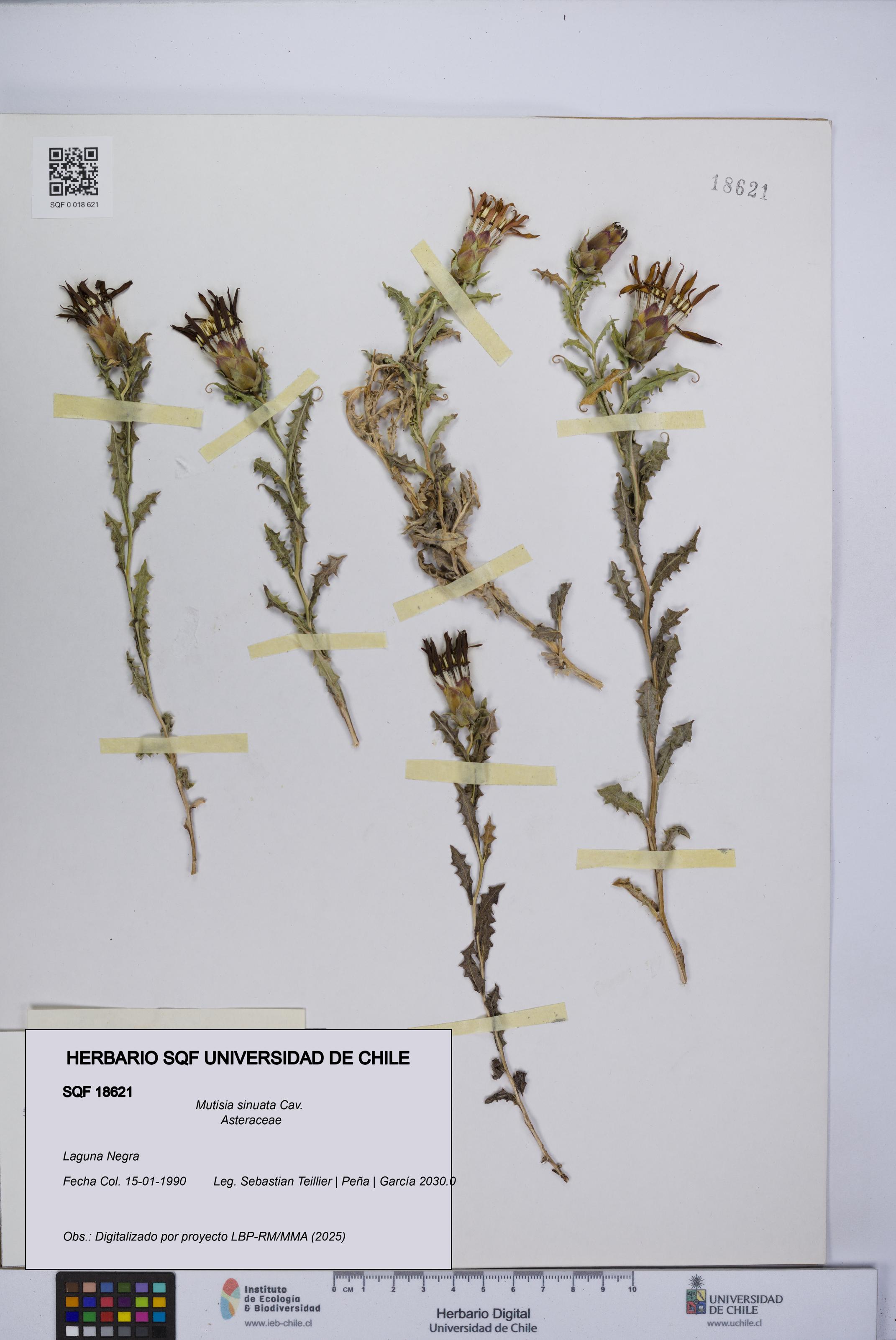 Mutisia sinuata [Espécimen: UCH:SQF:0018621]