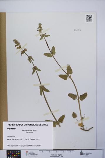 Stachys macraei [Espécimen: UCH:SQF:0018625]