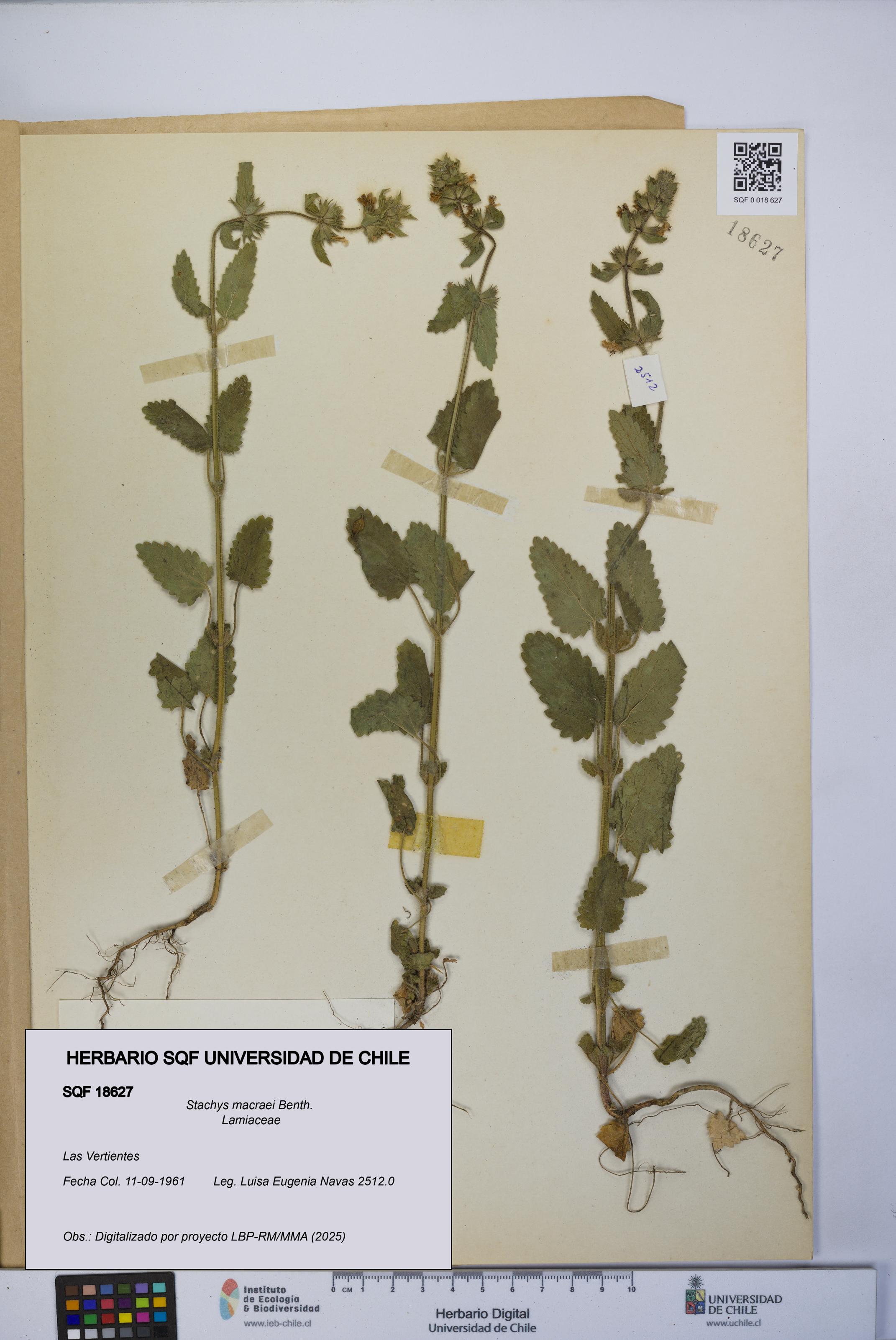 Stachys macraei [Espécimen: UCH:SQF:0018627]