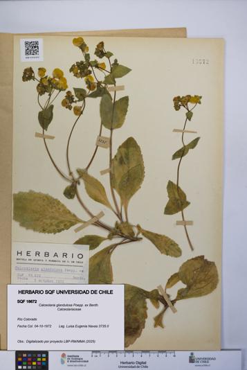 Calceolaria glandulosa [Espécimen: UCH:SQF:0018672]