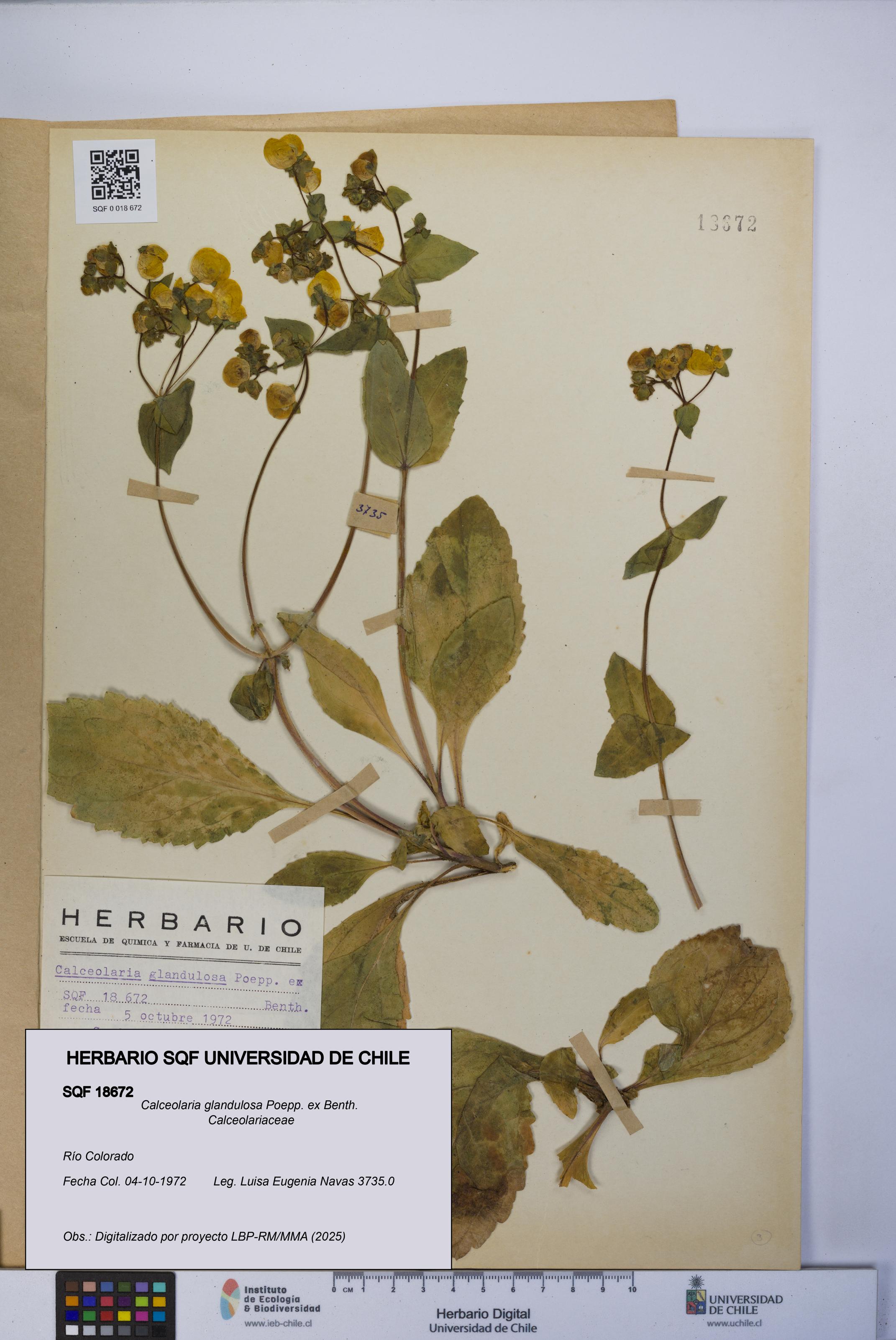 Calceolaria glandulosa [Espécimen: UCH:SQF:0018672]