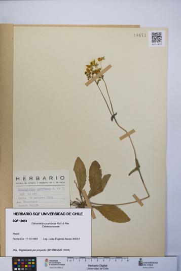 Calceolaria corymbosa [Espécimen: UCH:SQF:0018673]