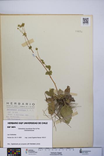 Calceolaria corymbosa [Espécimen: UCH:SQF:0018674]