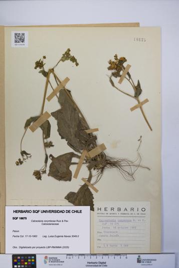 Calceolaria corymbosa [Espécimen: UCH:SQF:0018675]