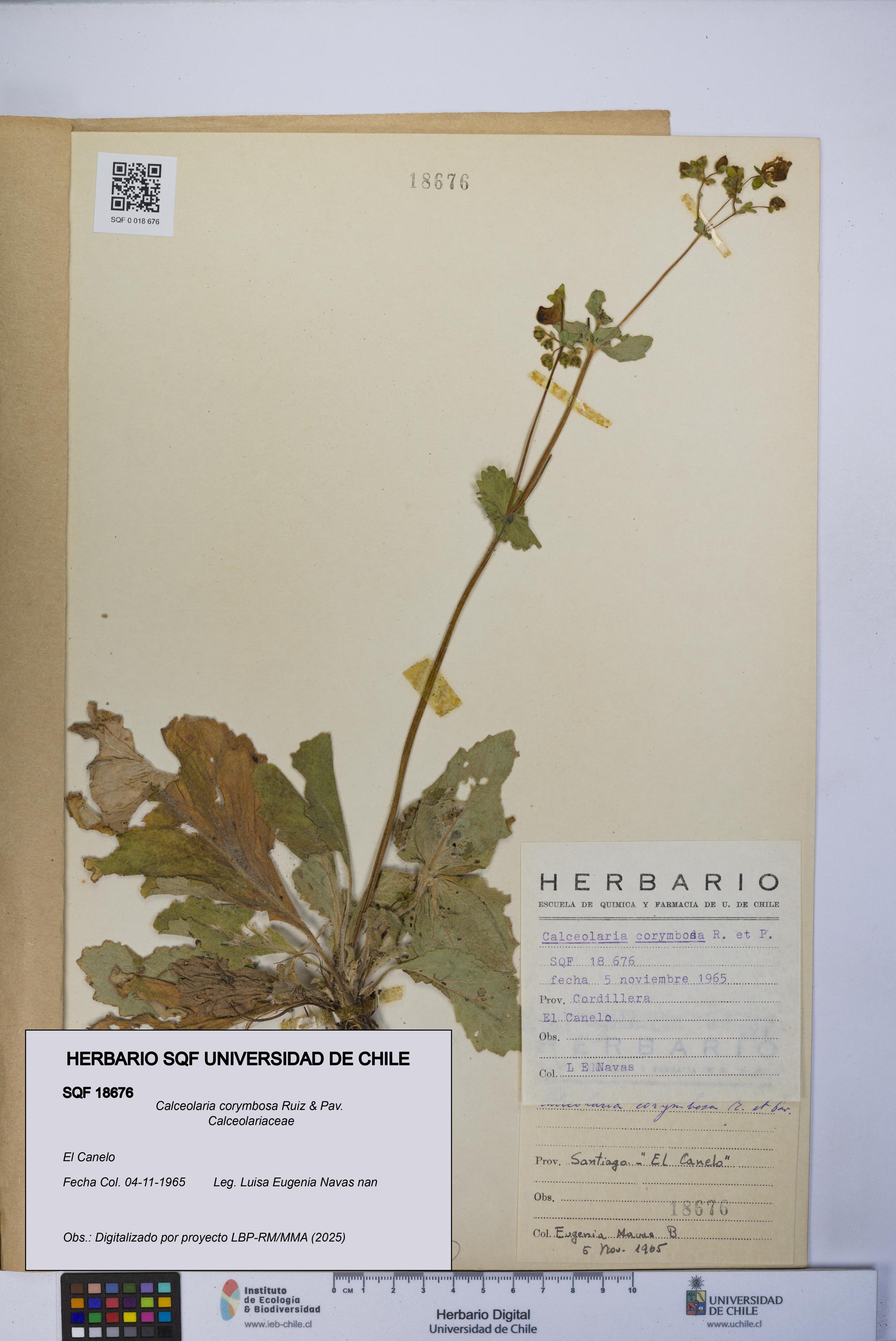 Calceolaria corymbosa [Espécimen: UCH:SQF:0018676]