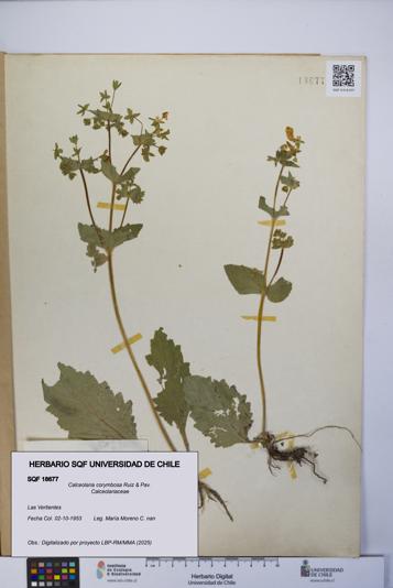 Calceolaria corymbosa [Espécimen: UCH:SQF:0018677]