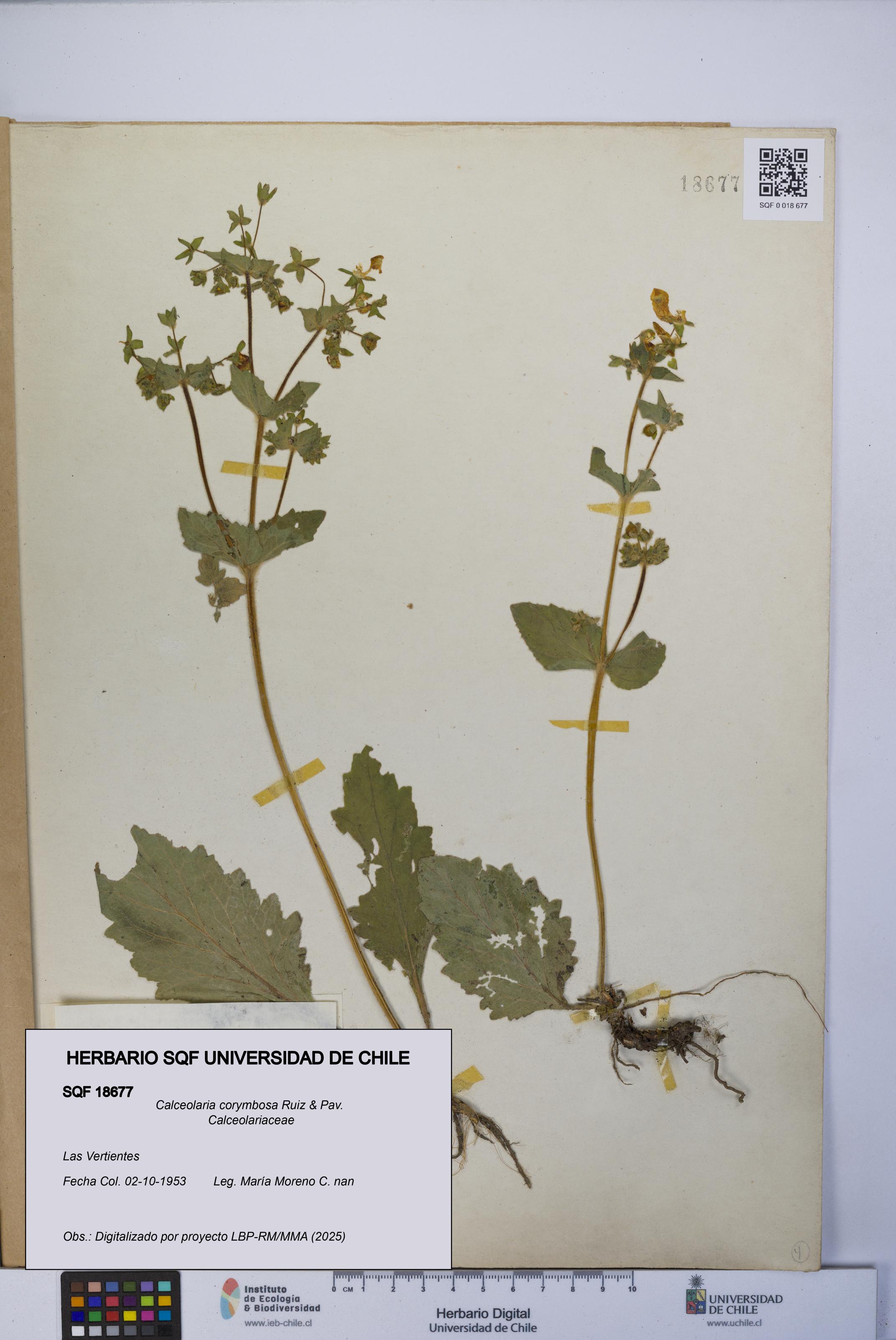 Calceolaria corymbosa [Espécimen: UCH:SQF:0018677]
