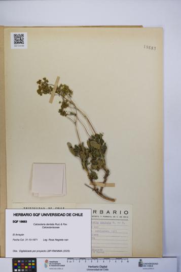 Calceolaria dentata [Espécimen: UCH:SQF:0018683]