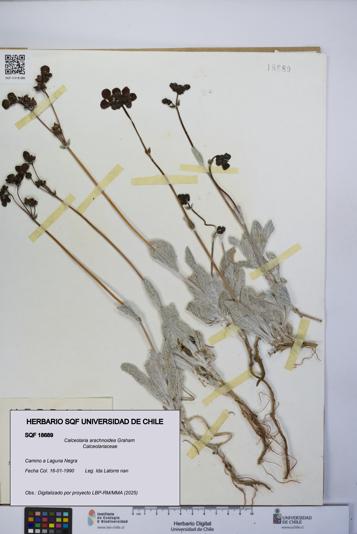 Calceolaria arachnoidea [Espécimen: UCH:SQF:0018689]