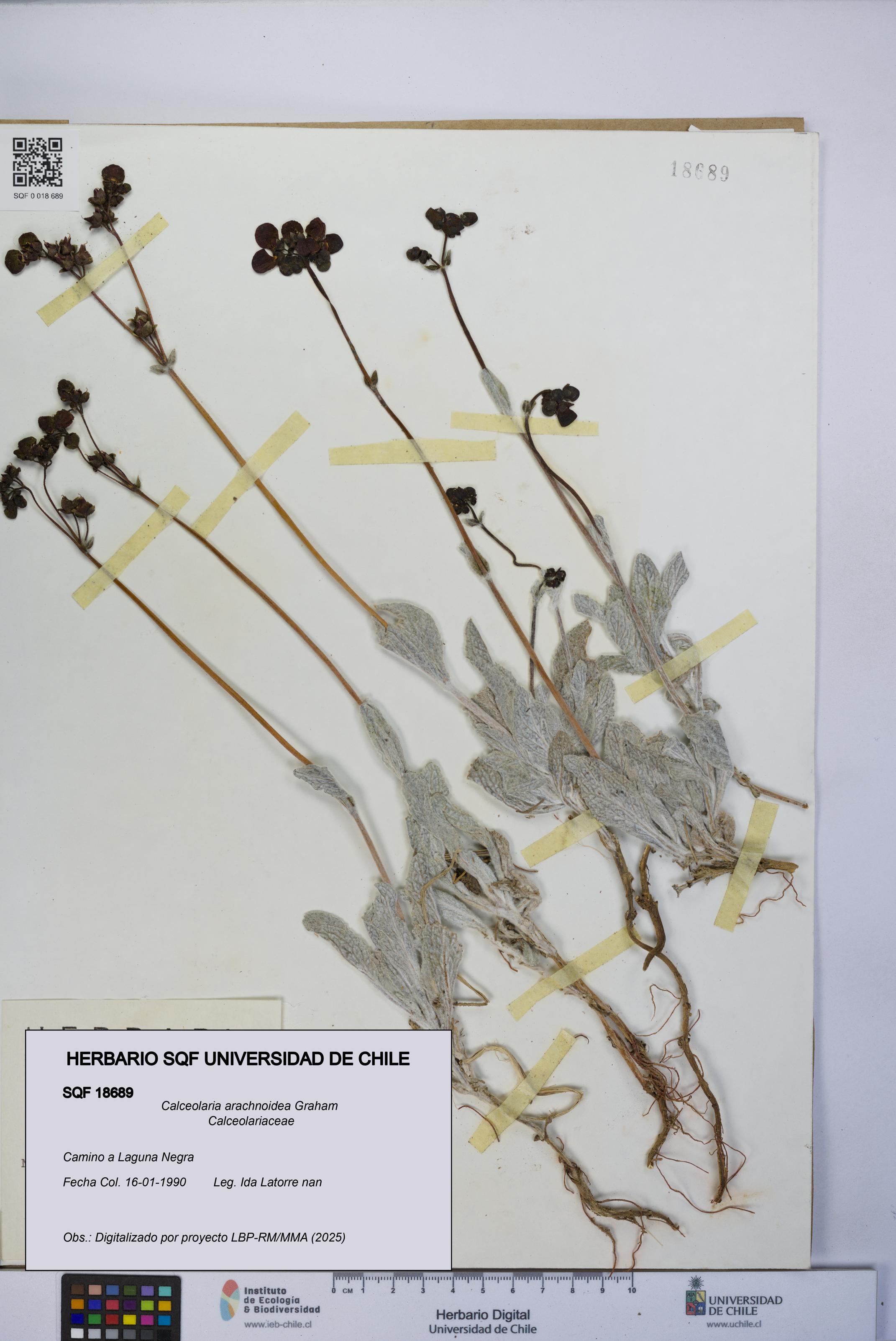 Calceolaria arachnoidea [Espécimen: UCH:SQF:0018689]