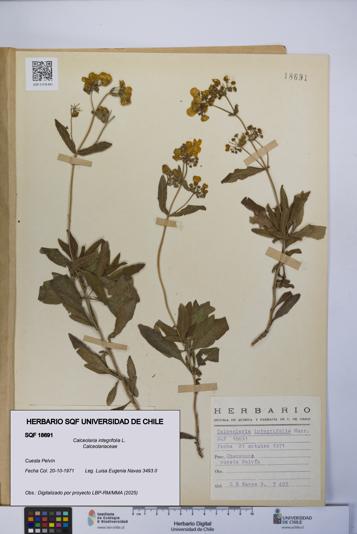 Calceolaria integrifolia [Espécimen: UCH:SQF:0018691]