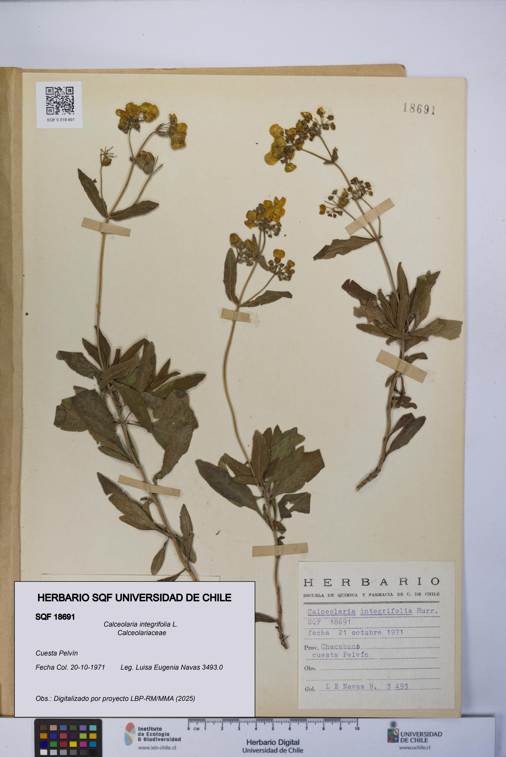 Calceolaria integrifolia [Espécimen: UCH:SQF:0018691]