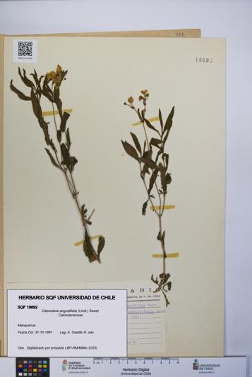 Calceolaria angustifolia [Espécimen: UCH:SQF:0018692]