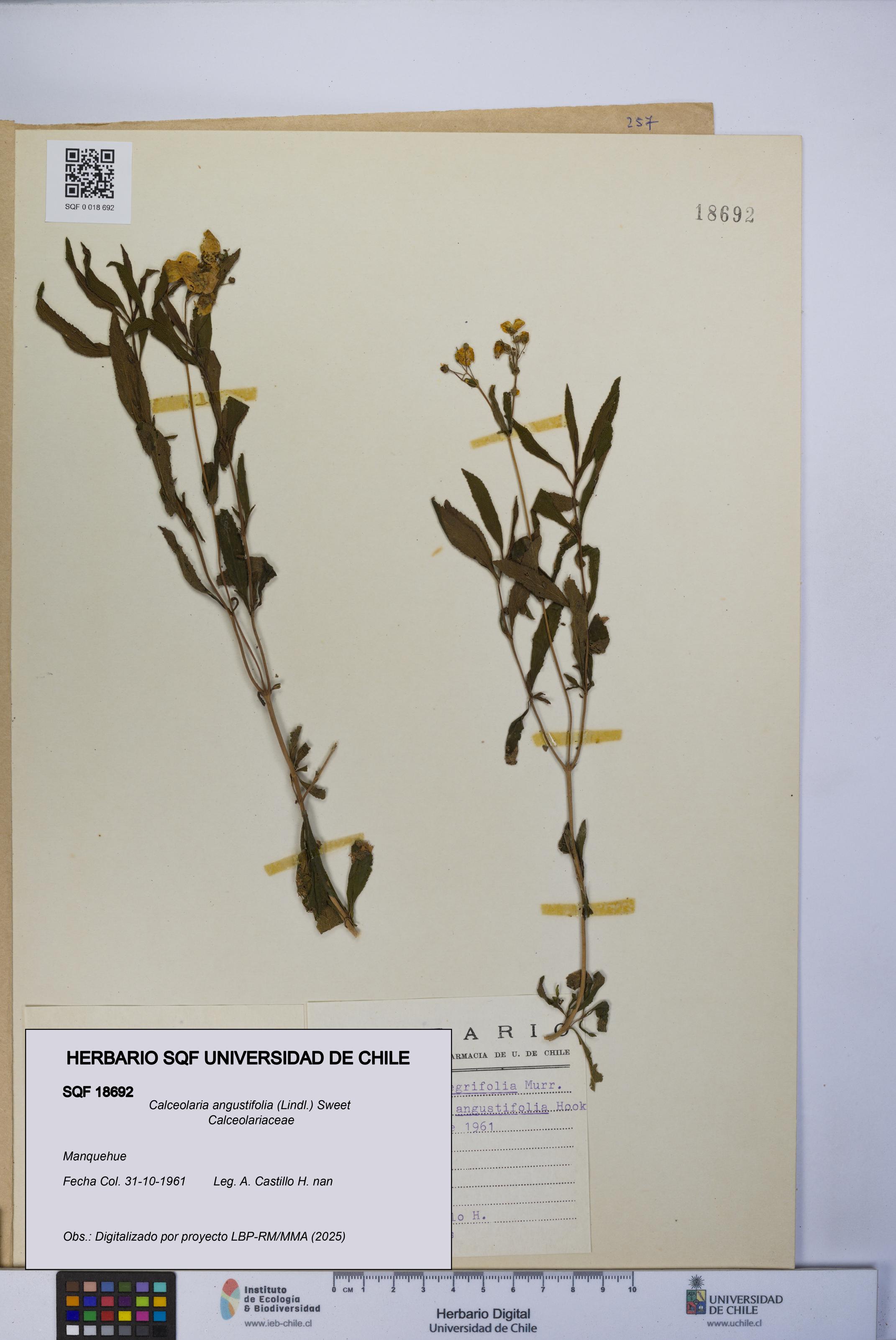 Calceolaria angustifolia [Espécimen: UCH:SQF:0018692]