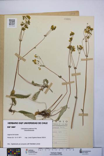Calceolaria pratensis [Espécimen: UCH:SQF:0018697]