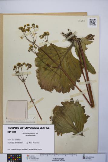 Calceolaria pratensis [Espécimen: UCH:SQF:0018698]