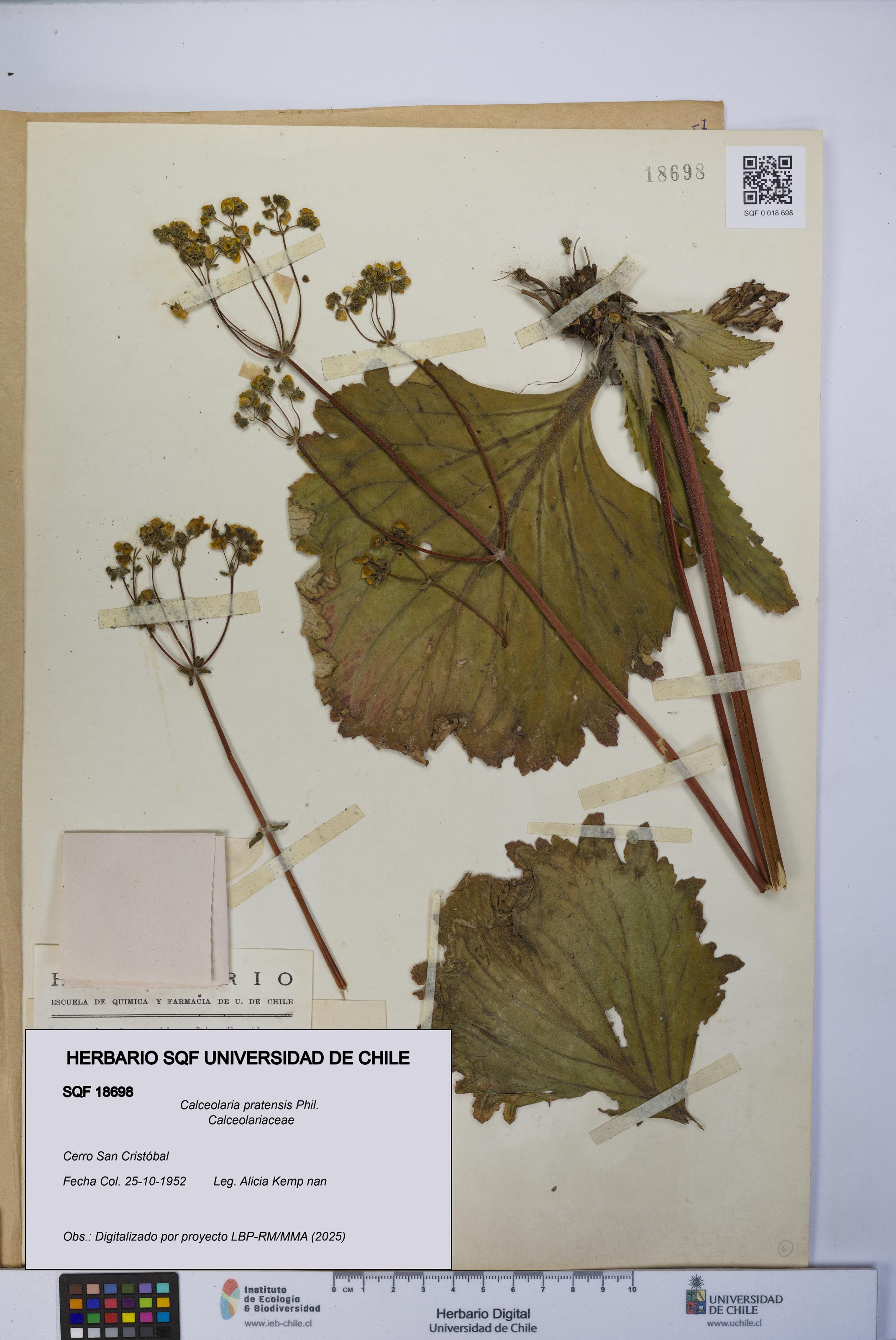 Calceolaria pratensis [Espécimen: UCH:SQF:0018698]