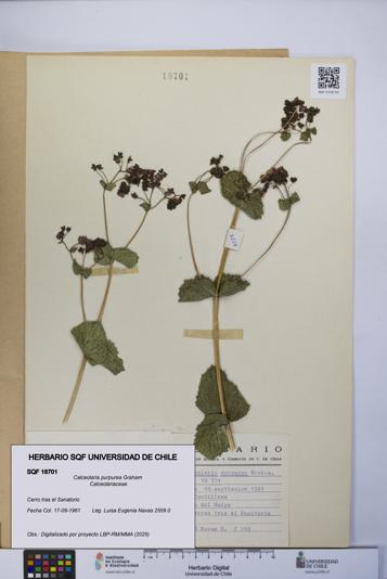 Calceolaria purpurea [Espécimen: UCH:SQF:0018701]