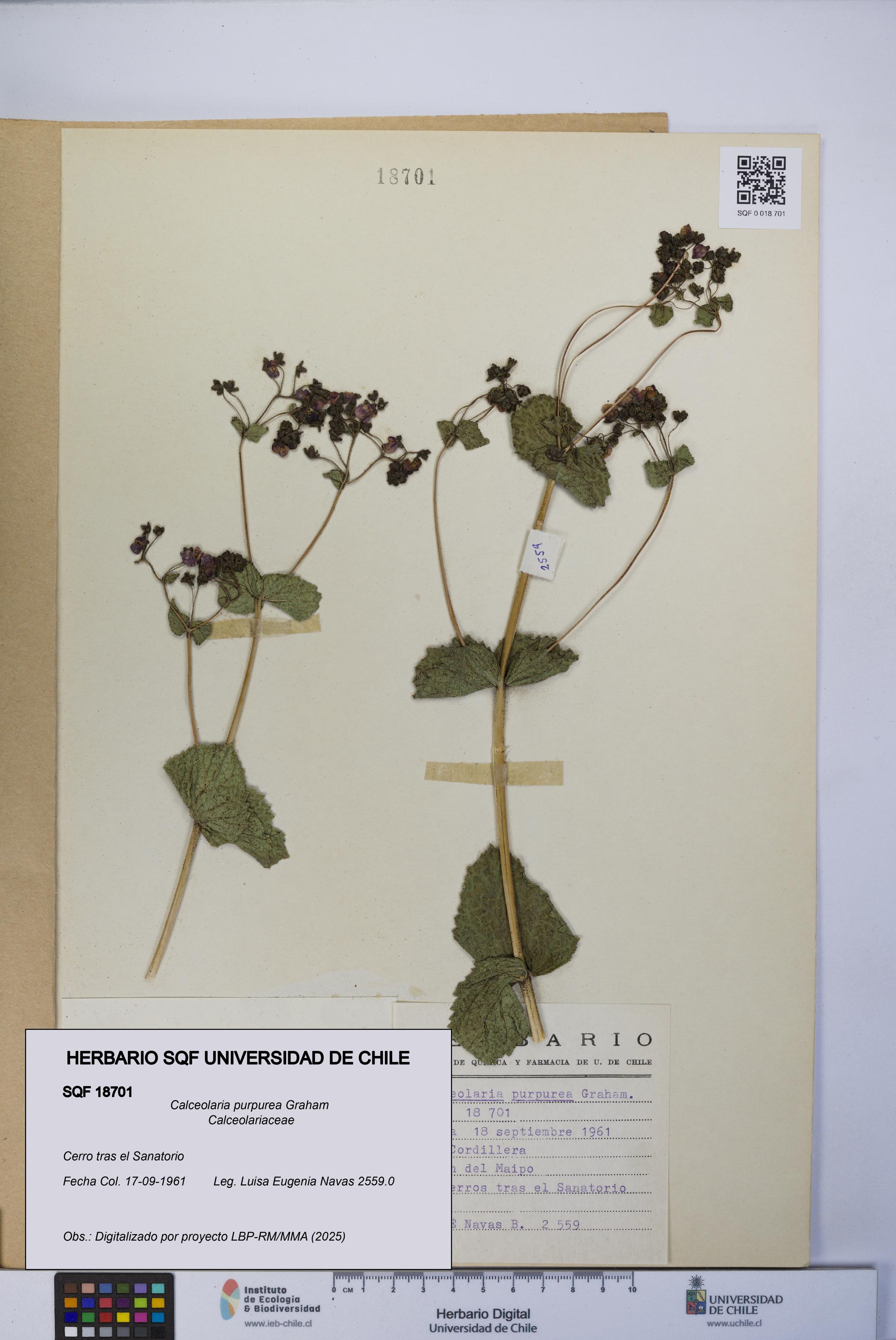 Calceolaria purpurea [Espécimen: UCH:SQF:0018701]