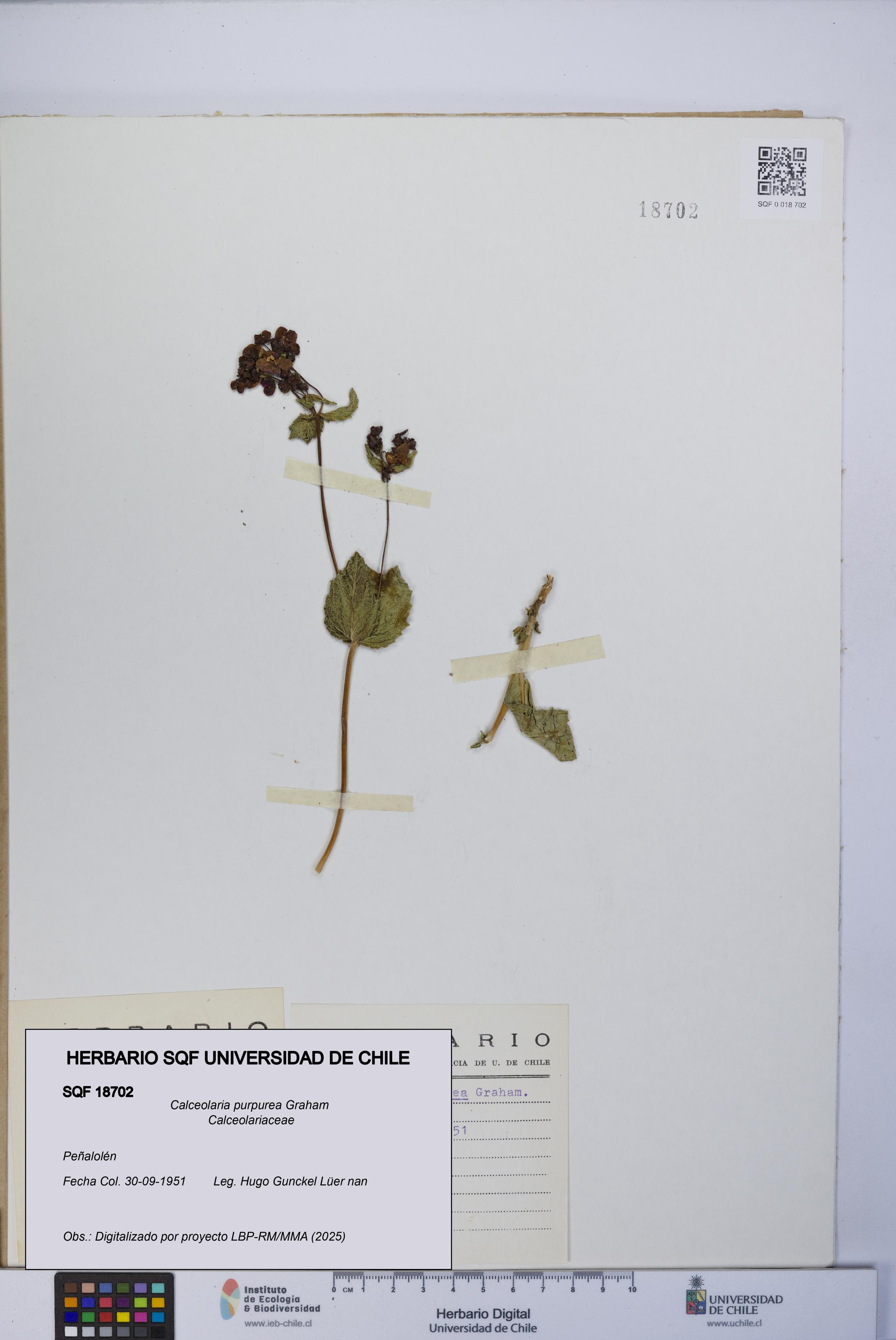 Calceolaria purpurea [Espécimen: UCH:SQF:0018702]