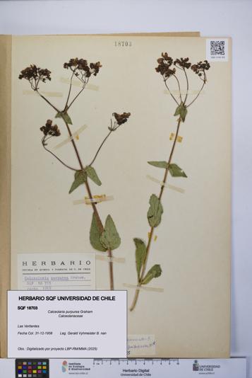 Calceolaria purpurea [Espécimen: UCH:SQF:0018703]