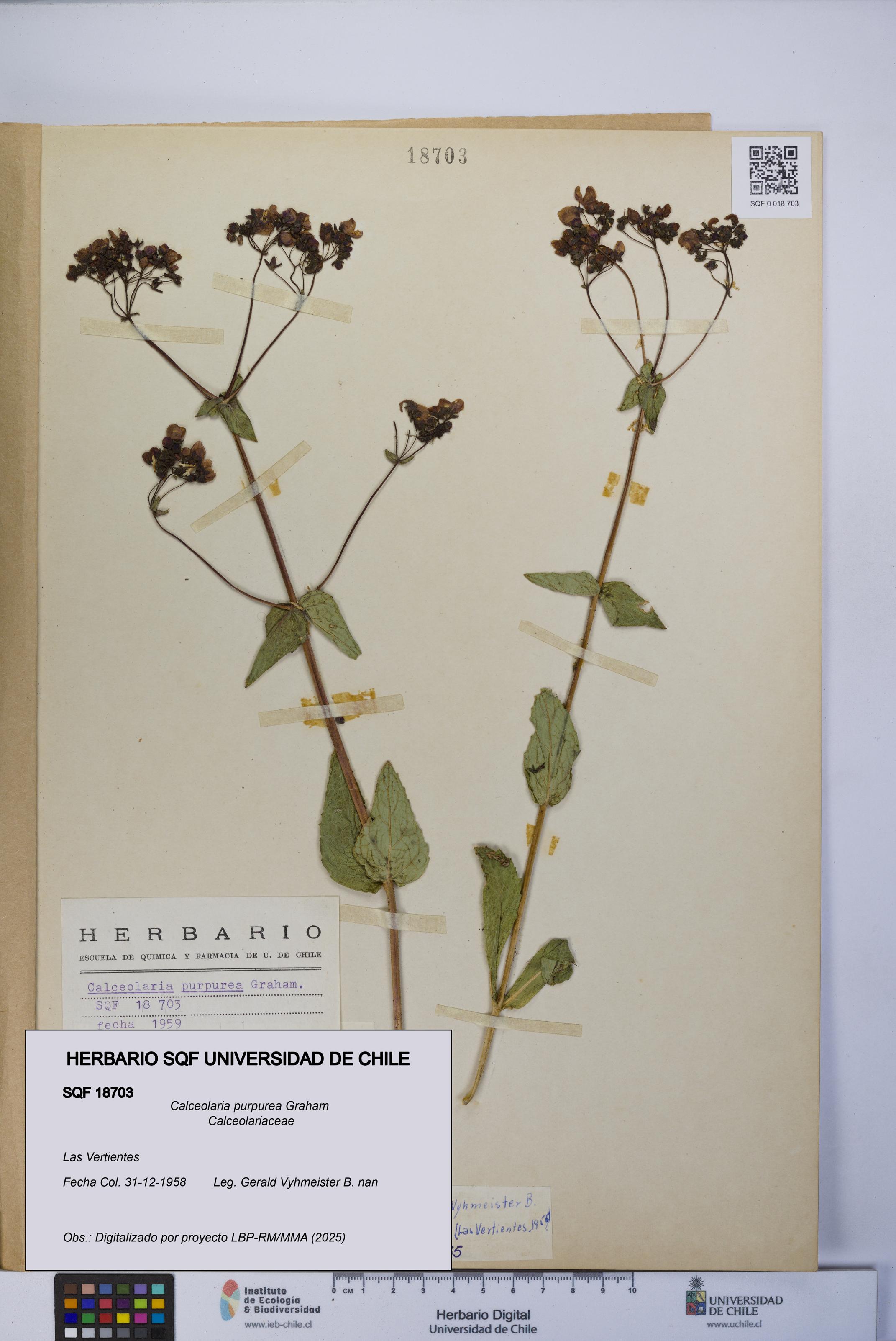 Calceolaria purpurea [Espécimen: UCH:SQF:0018703]