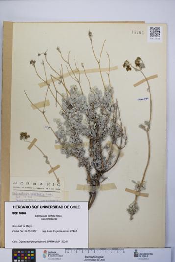 Calceolaria polifolia [Espécimen: UCH:SQF:0018706]