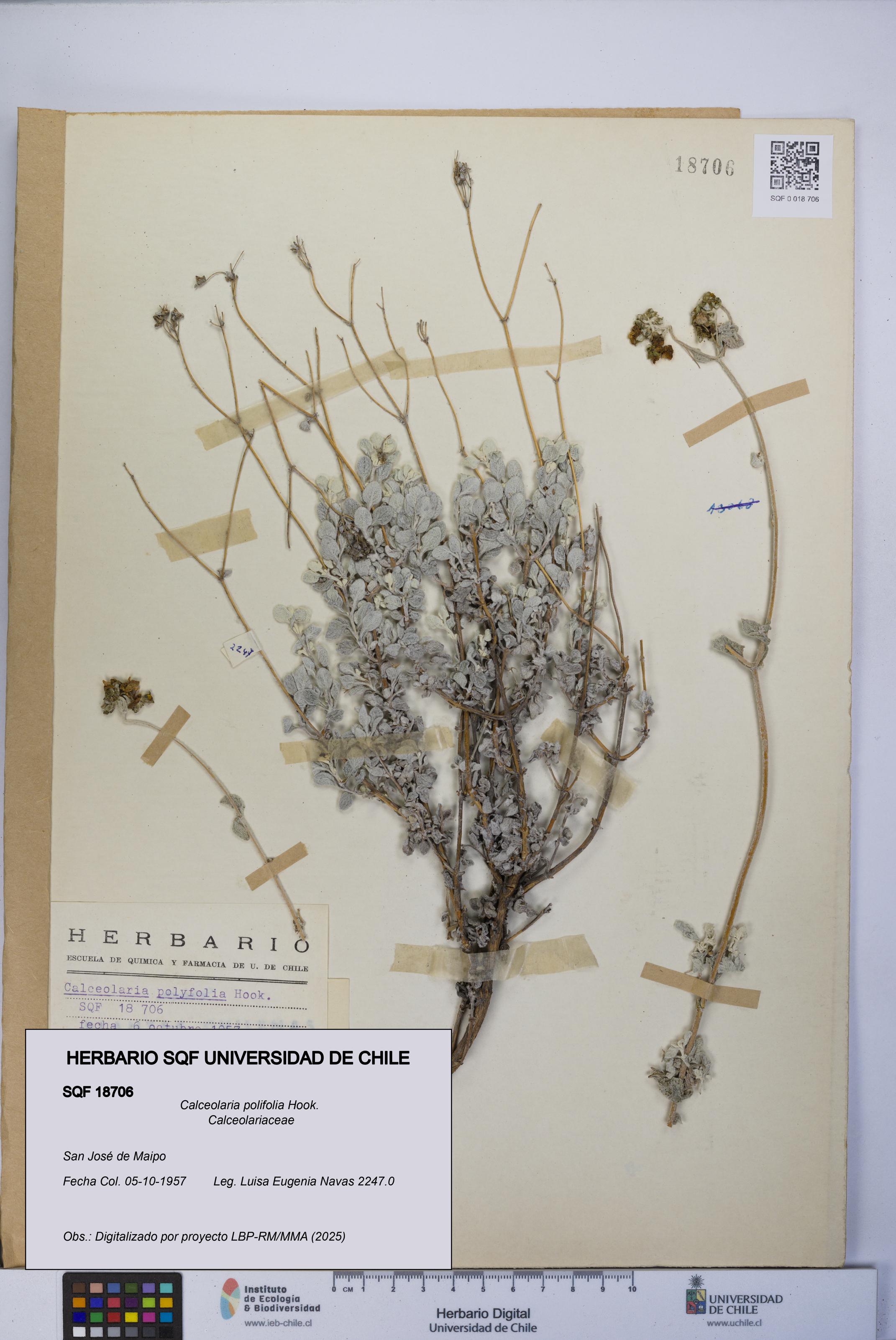 Calceolaria polifolia [Espécimen: UCH:SQF:0018706]