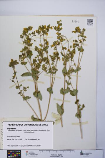 Calceolaria ascendens [Espécimen: UCH:SQF:0018708]