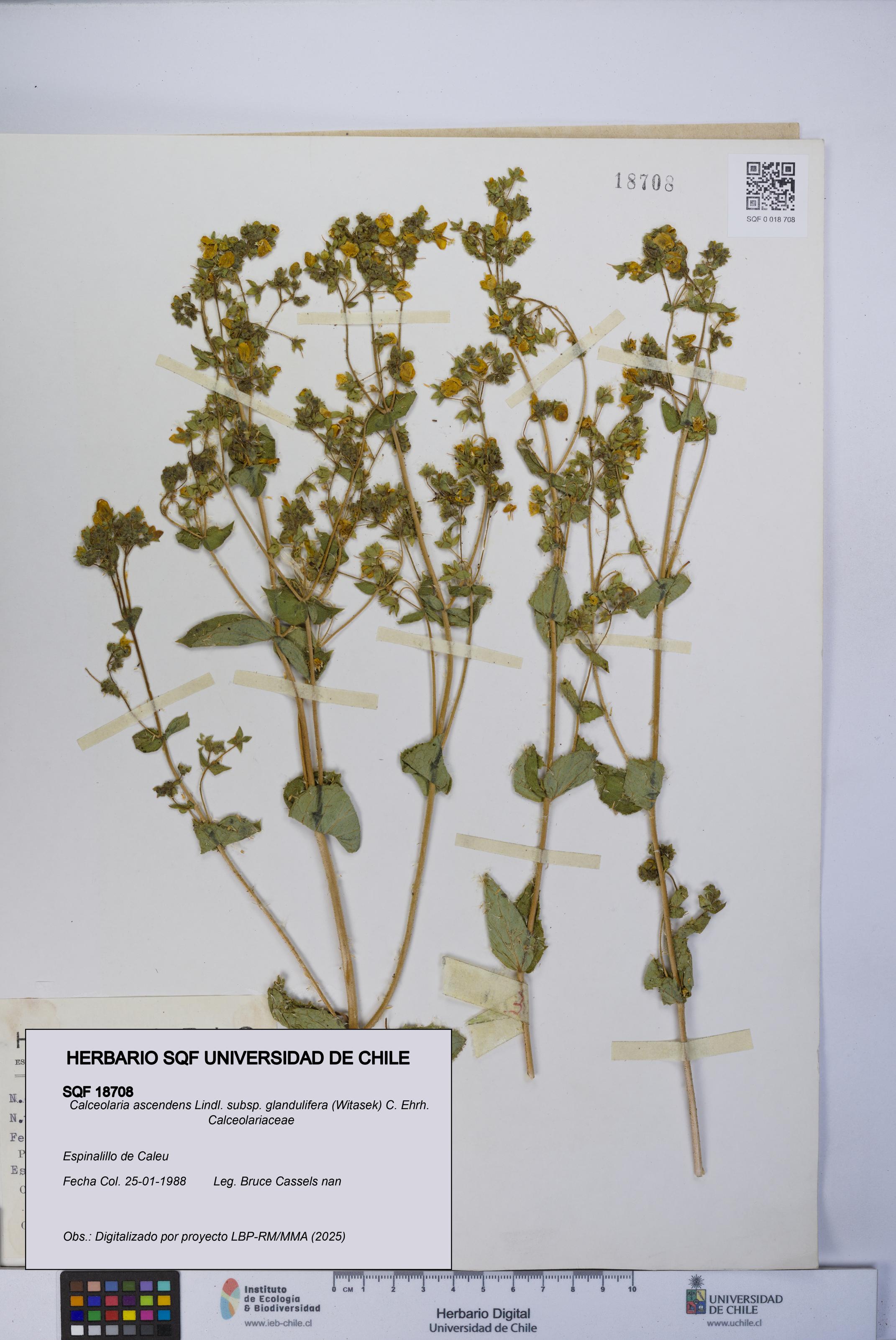 Calceolaria ascendens [Espécimen: UCH:SQF:0018708]