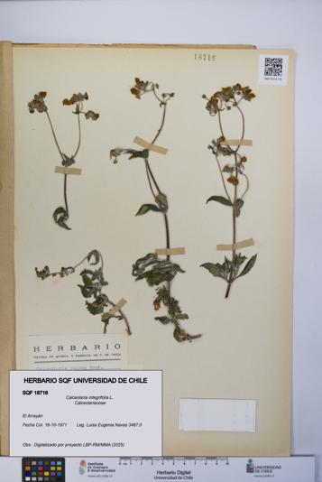 Calceolaria integrifolia [Espécimen: UCH:SQF:0018716]
