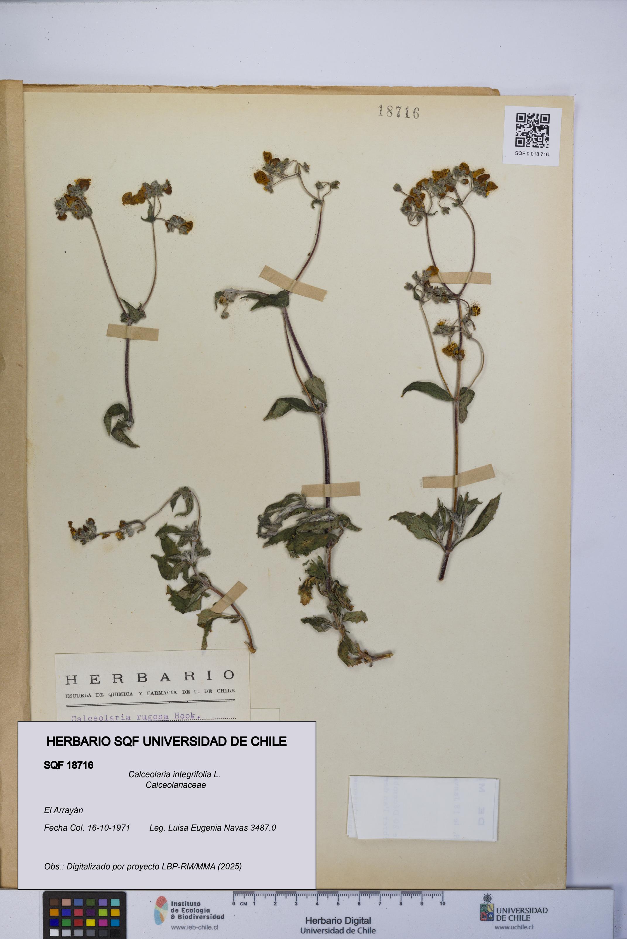 Calceolaria integrifolia [Espécimen: UCH:SQF:0018716]