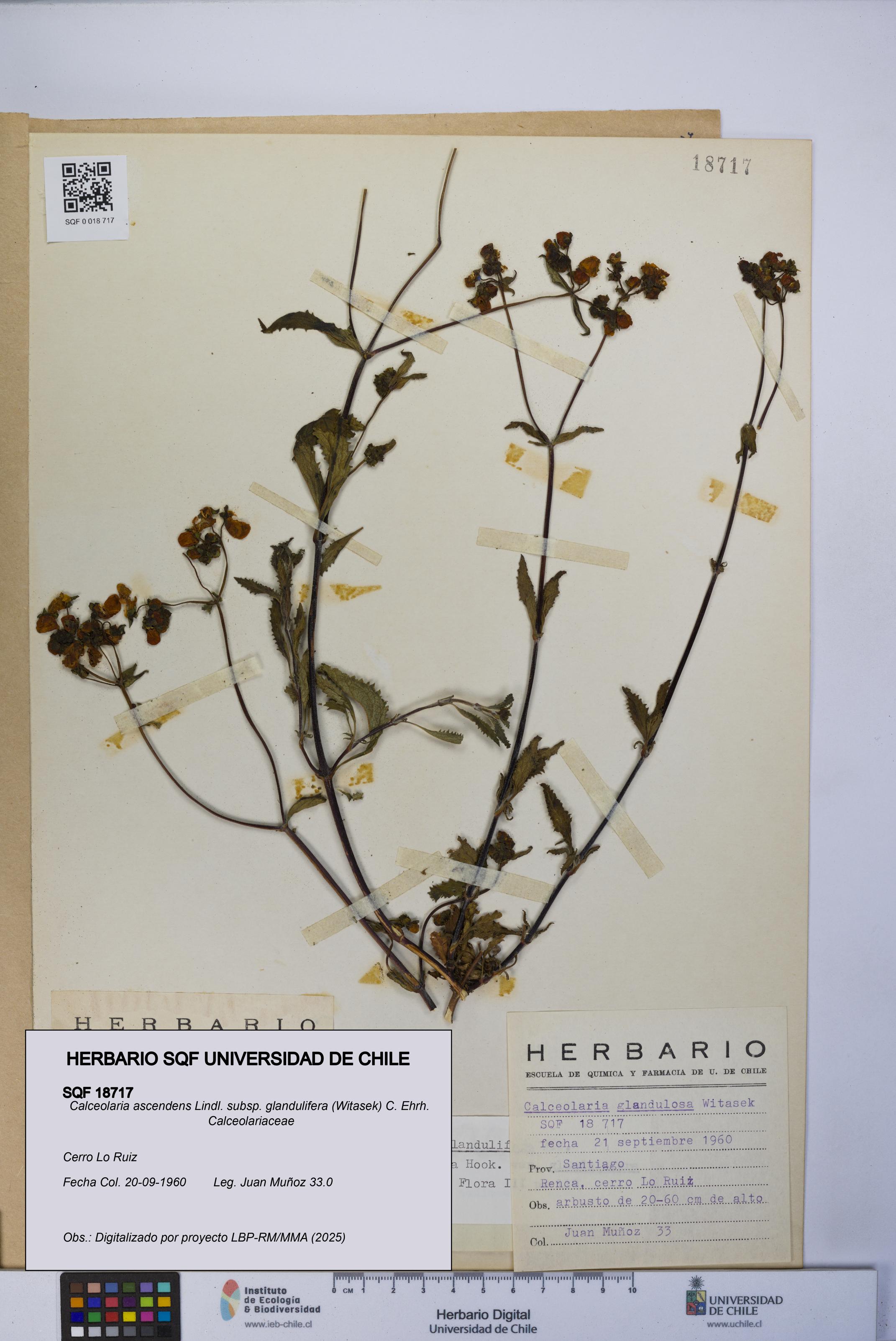 Calceolaria ascendens [Espécimen: UCH:SQF:0018717]