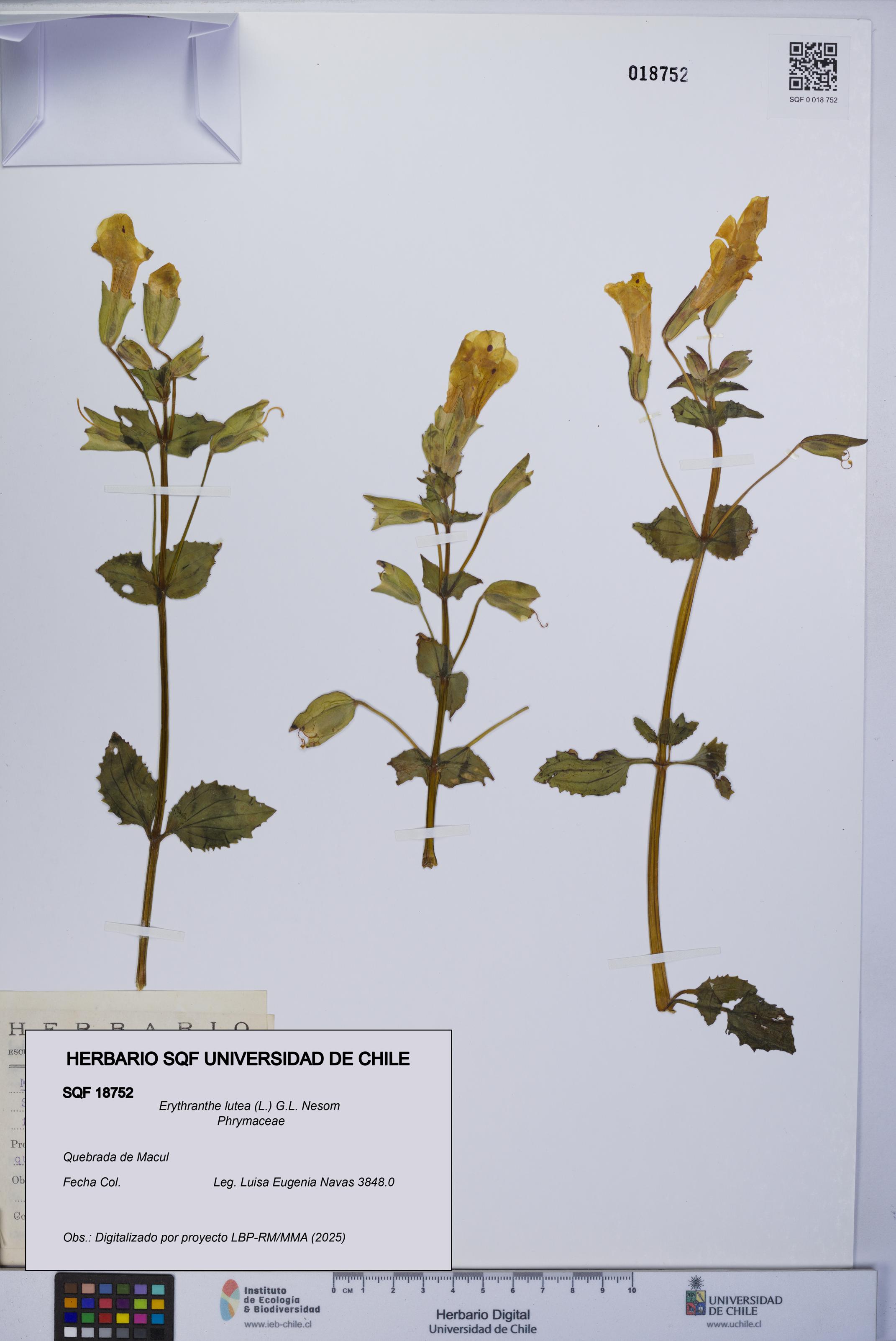 Erythranthe lutea [Espécimen: UCH:SQF:0018752]