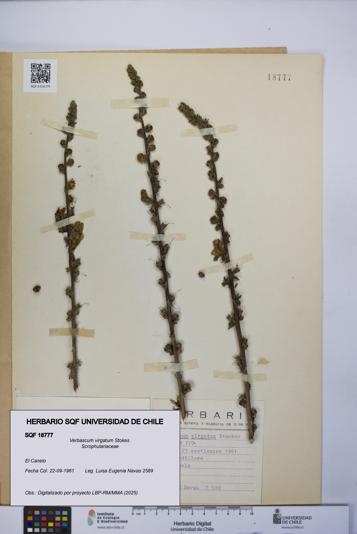 Verbascum virgatum [Espécimen: UCH:SQF:0018777]