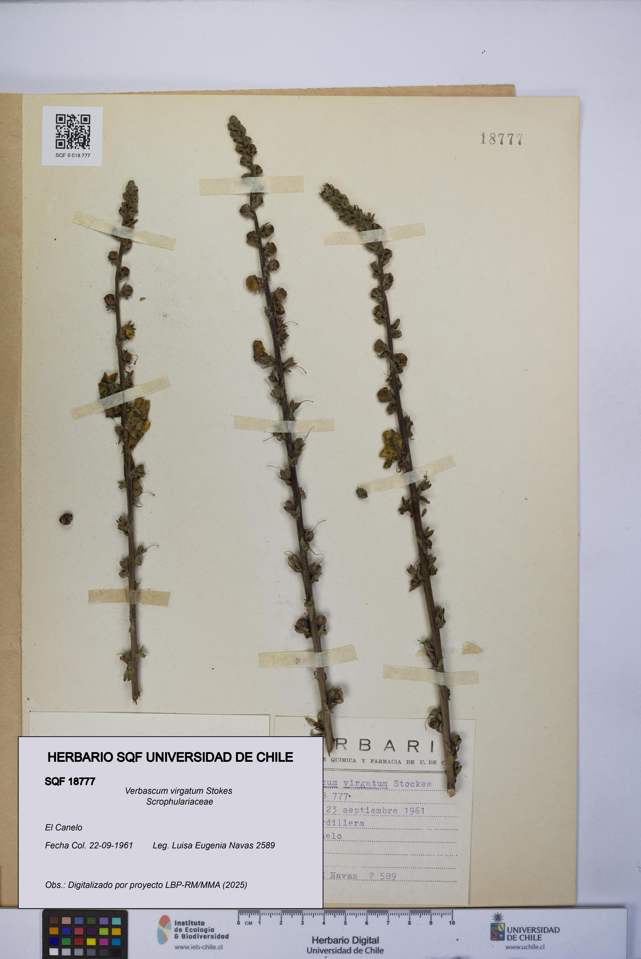 Verbascum virgatum [Espécimen: UCH:SQF:0018777]