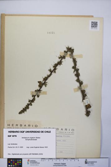 Verbascum virgatum [Espécimen: UCH:SQF:0018778]