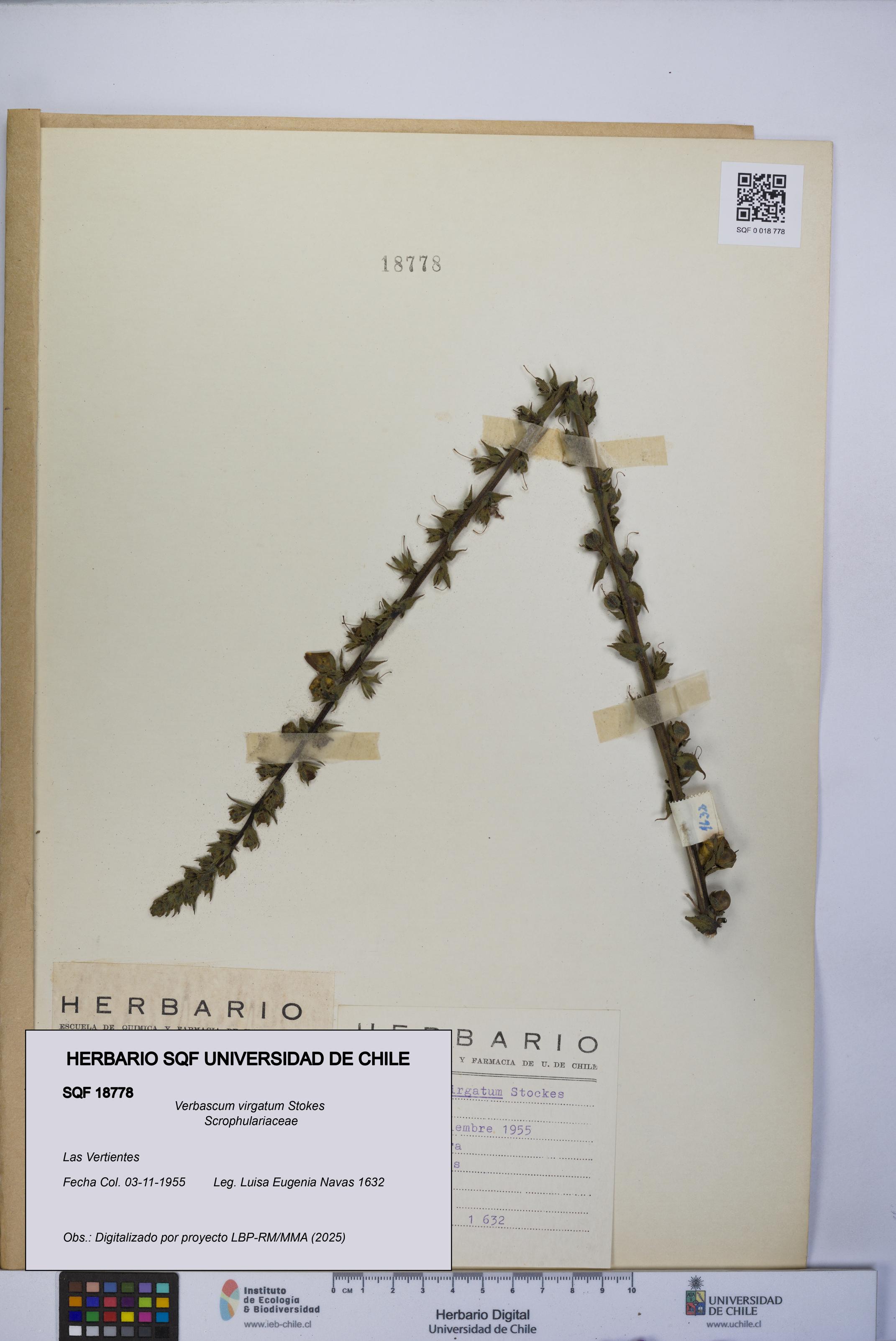 Verbascum virgatum [Espécimen: UCH:SQF:0018778]