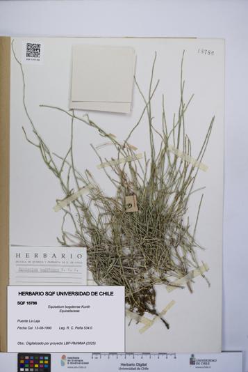 Equisetum bogotense [Espécimen: UCH:SQF:0018786]