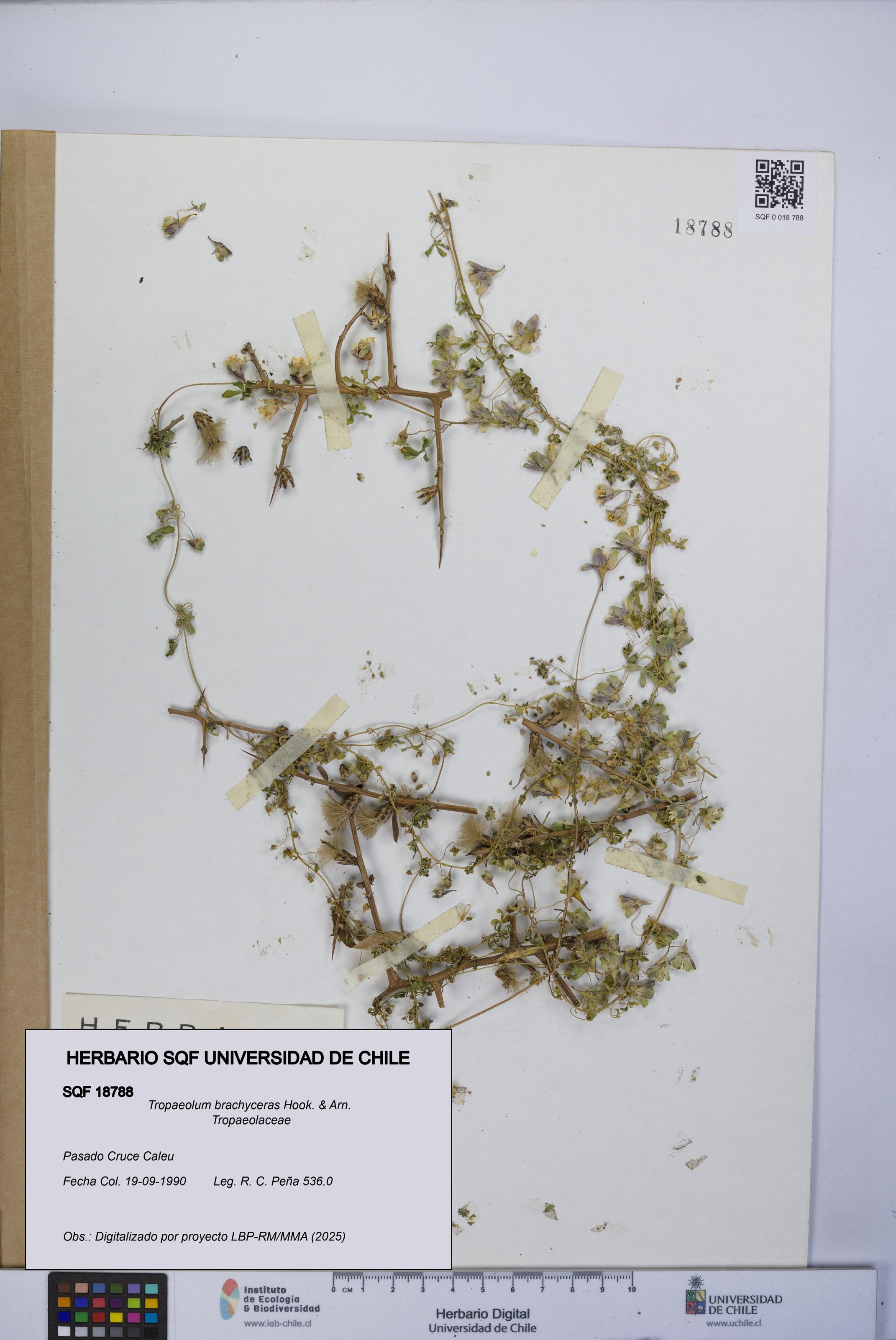 Tropaeolum brachyceras [Espécimen: UCH:SQF:0018788]