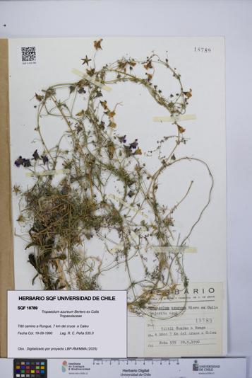 Tropaeolum azureum [Espécimen: UCH:SQF:0018789]