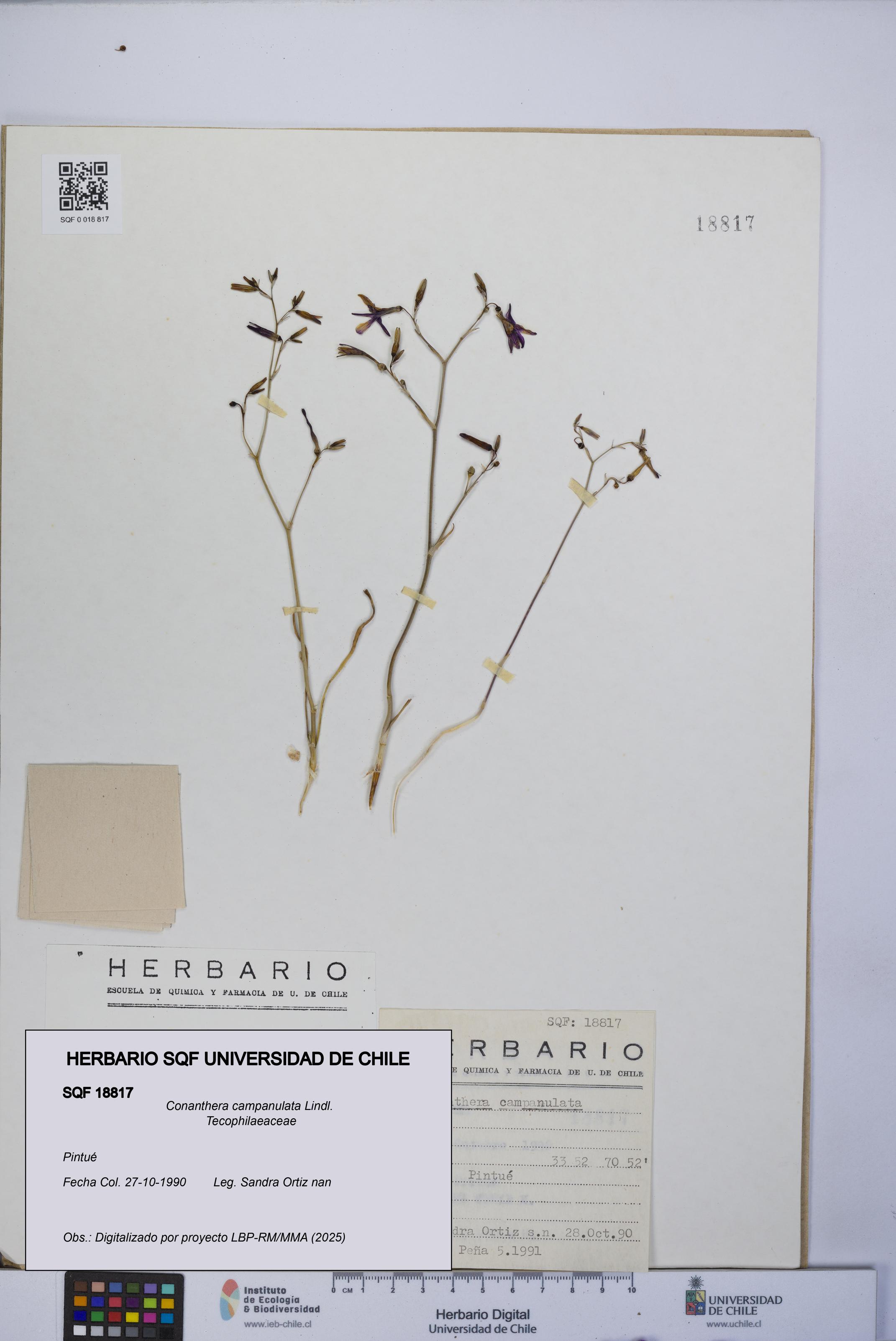 Conanthera campanulata [Espécimen: UCH:SQF:0018817]