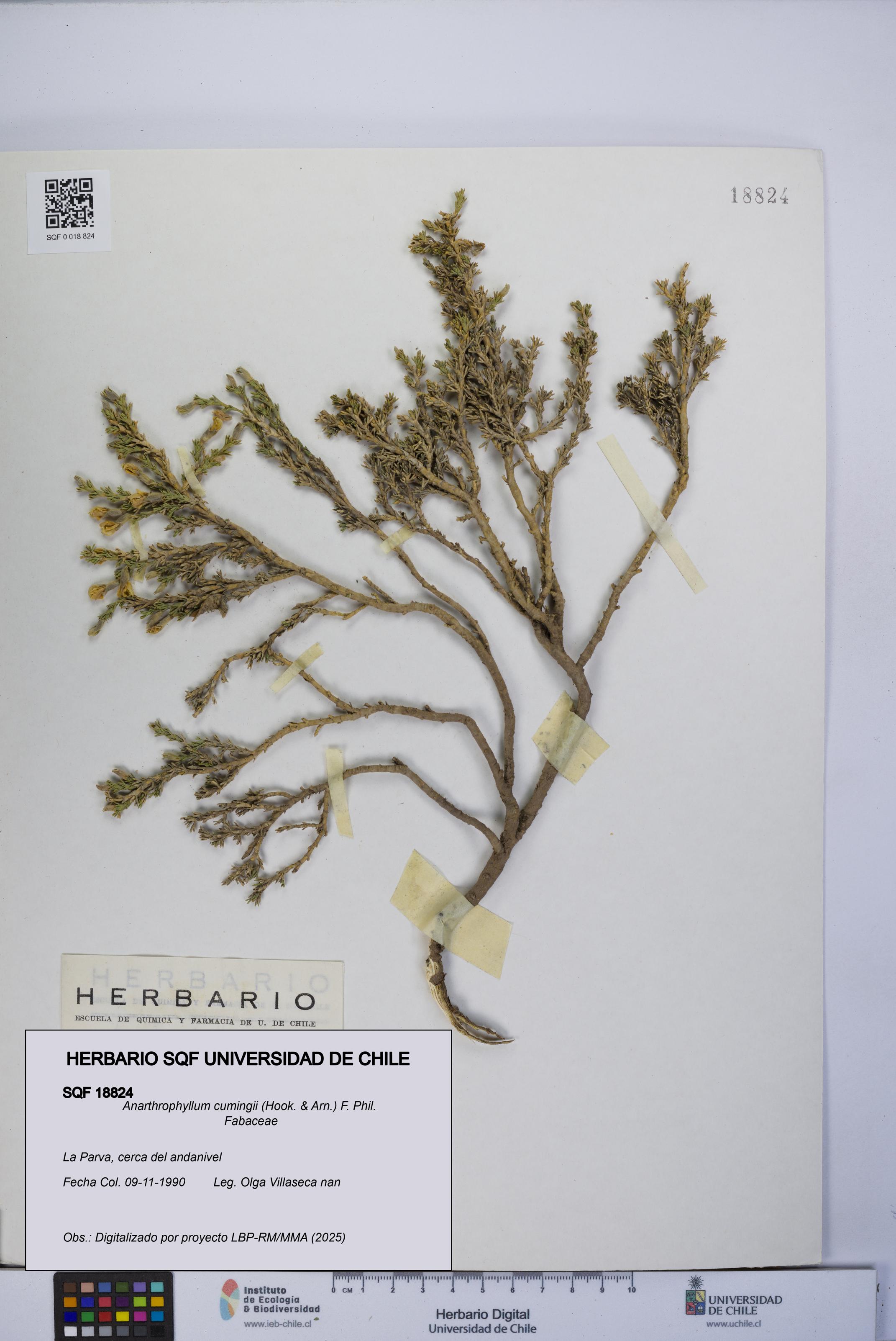 Anarthrophyllum cumingii [Espécimen: UCH:SQF:0018824]